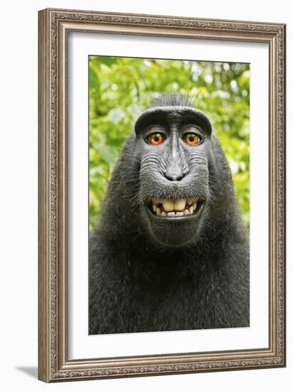 Monkey Selfie-David Slater-Framed Photographic Print