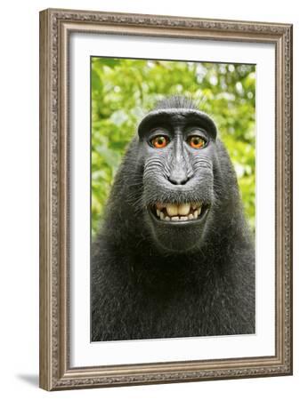 Monkey Selfie' Photographic Print - David Slater Monkey Selfie' Photographic Print - David Slater