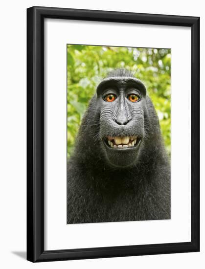 Monkey Selfie-David Slater-Framed Photographic Print