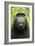 Monkey Selfie-David Slater-Framed Photographic Print