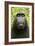 Monkey Selfie-David Slater-Framed Photographic Print