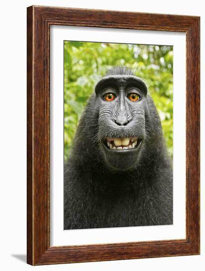 Monkey Selfie-David Slater-Framed Photographic Print