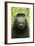 Monkey Selfie-David Slater-Framed Photographic Print