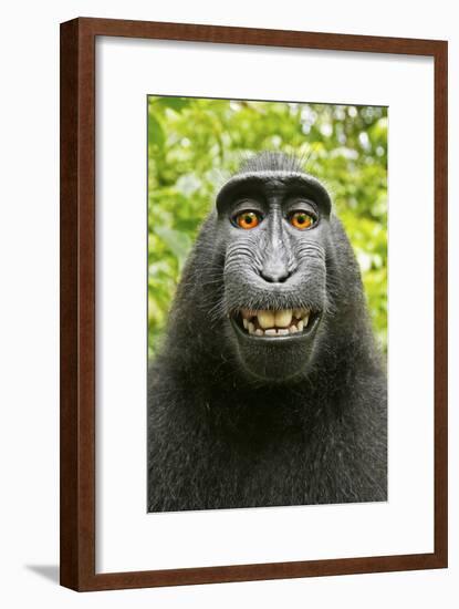 Monkey Selfie-David Slater-Framed Photographic Print