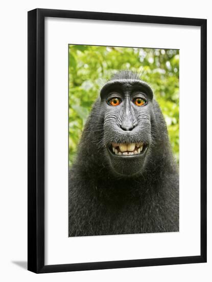 Monkey Selfie-David Slater-Framed Photographic Print