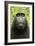 Monkey Selfie-David Slater-Framed Photographic Print