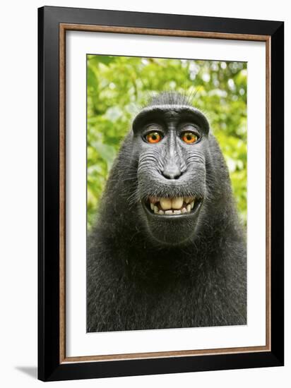 Monkey Selfie-David Slater-Framed Photographic Print