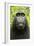 Monkey Selfie-David Slater-Framed Photographic Print