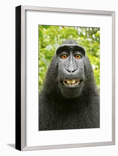 Monkey Selfie-David Slater-Framed Photographic Print