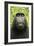 Monkey Selfie-David Slater-Framed Photographic Print