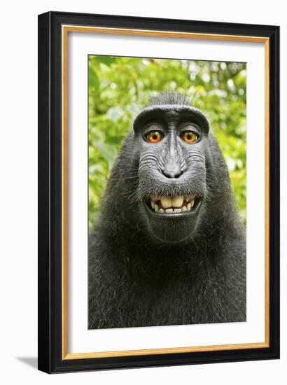 Monkey Selfie-David Slater-Framed Photographic Print