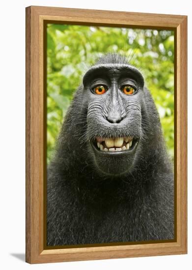 Monkey Selfie-David Slater-Framed Premier Image Canvas