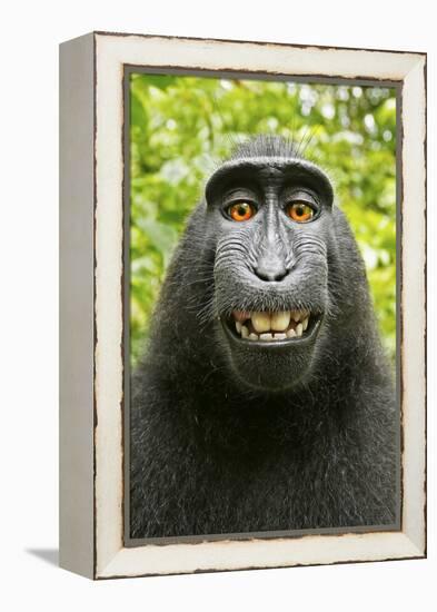 Monkey Selfie-David Slater-Framed Premier Image Canvas