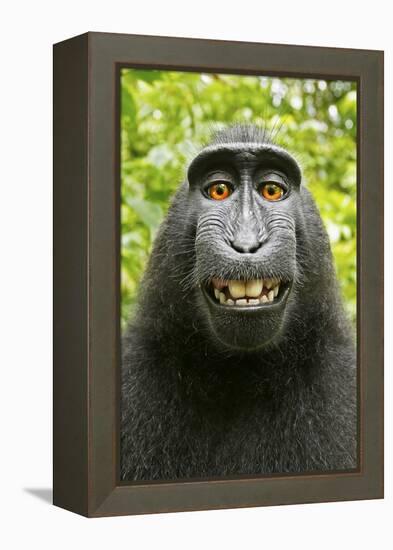 Monkey Selfie-David Slater-Framed Premier Image Canvas