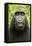 Monkey Selfie-David Slater-Framed Premier Image Canvas