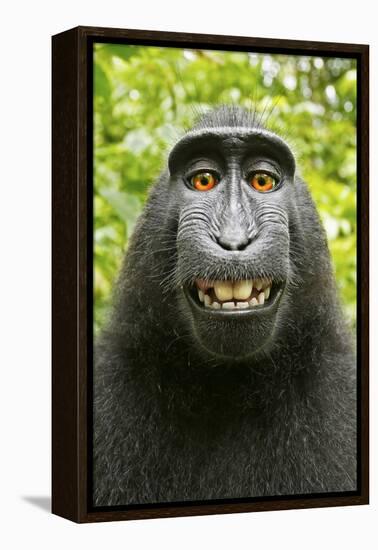 Monkey Selfie-David Slater-Framed Premier Image Canvas