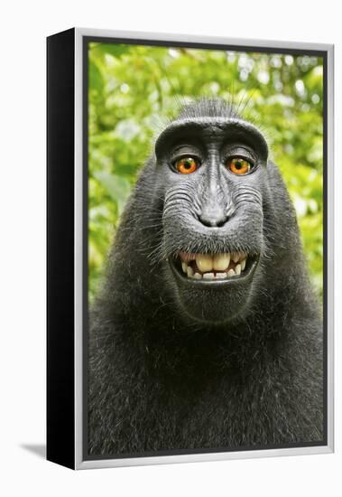 Monkey Selfie-David Slater-Framed Premier Image Canvas