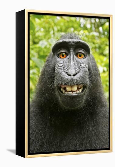 Monkey Selfie-David Slater-Framed Premier Image Canvas