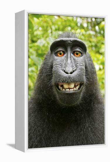 Monkey Selfie-David Slater-Framed Premier Image Canvas