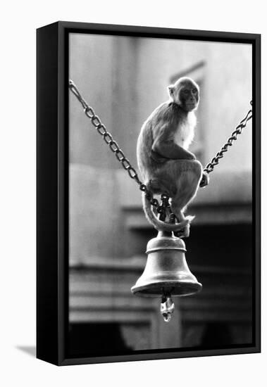 Monkey Sitting on a Durga Temple Bell, Varanasi, Uttar Pradesh, India, 1982-null-Framed Premier Image Canvas