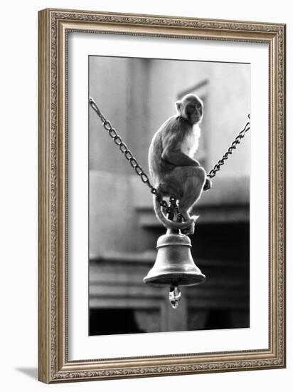 Monkey Sitting on a Durga Temple Bell, Varanasi, Uttar Pradesh, India, 1982-null-Framed Photographic Print