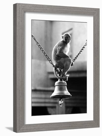 Monkey Sitting on a Durga Temple Bell, Varanasi, Uttar Pradesh, India, 1982-null-Framed Photographic Print