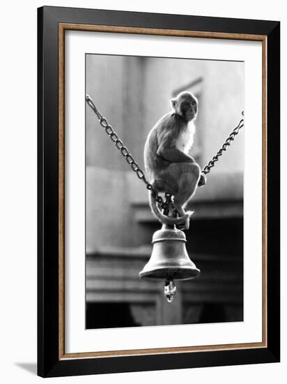 Monkey Sitting on a Durga Temple Bell, Varanasi, Uttar Pradesh, India, 1982-null-Framed Photographic Print