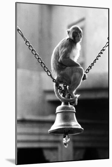 Monkey Sitting on a Durga Temple Bell, Varanasi, Uttar Pradesh, India, 1982-null-Mounted Photographic Print