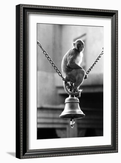 Monkey Sitting on a Durga Temple Bell, Varanasi, Uttar Pradesh, India, 1982-null-Framed Photographic Print