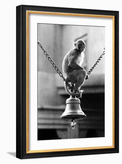 Monkey Sitting on a Durga Temple Bell, Varanasi, Uttar Pradesh, India, 1982-null-Framed Photographic Print