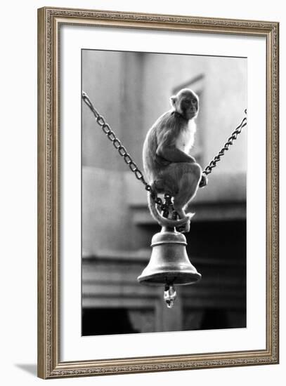 Monkey Sitting on a Durga Temple Bell, Varanasi, Uttar Pradesh, India, 1982-null-Framed Photographic Print