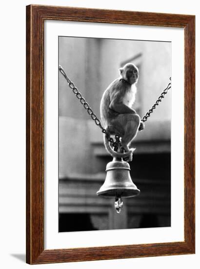 Monkey Sitting on a Durga Temple Bell, Varanasi, Uttar Pradesh, India, 1982-null-Framed Photographic Print