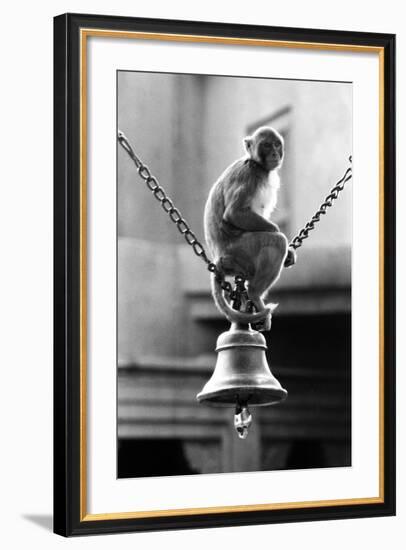 Monkey Sitting on a Durga Temple Bell, Varanasi, Uttar Pradesh, India, 1982-null-Framed Photographic Print