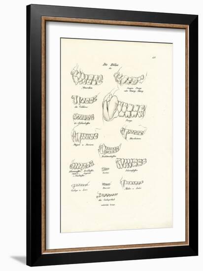 Monkey Teeth, 1824-Karl Joseph Brodtmann-Framed Giclee Print