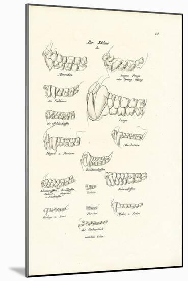 Monkey Teeth, 1824-Karl Joseph Brodtmann-Mounted Giclee Print