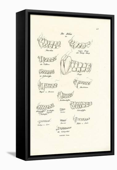 Monkey Teeth, 1824-Karl Joseph Brodtmann-Framed Premier Image Canvas