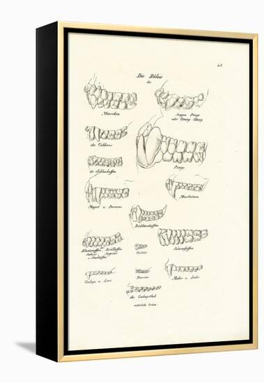 Monkey Teeth, 1824-Karl Joseph Brodtmann-Framed Premier Image Canvas