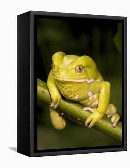 Monkey Tree Frog on Branch-Joe McDonald-Framed Premier Image Canvas