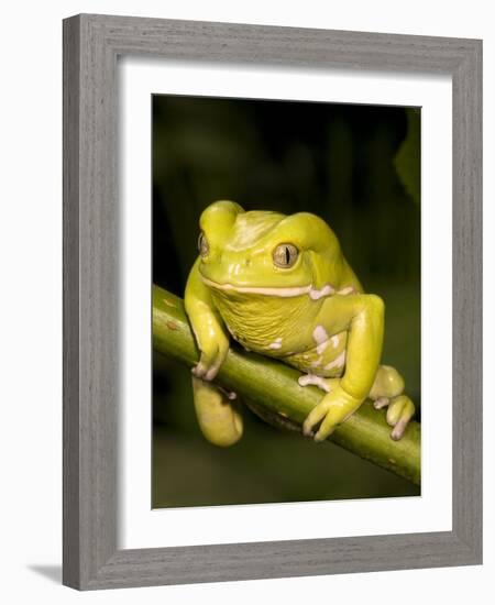 Monkey Tree Frog on Branch-Joe McDonald-Framed Photographic Print
