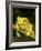 Monkey Tree Frog on Branch-Joe McDonald-Framed Photographic Print