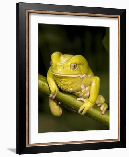 Monkey Tree Frog on Branch-Joe McDonald-Framed Photographic Print