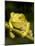 Monkey Tree Frog on Branch-Joe McDonald-Mounted Photographic Print