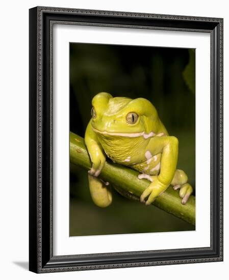 Monkey Tree Frog on Branch-Joe McDonald-Framed Photographic Print