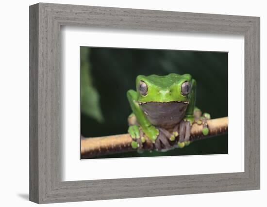 Monkey Tree Frog Perched on a Branch-DLILLC-Framed Photographic Print