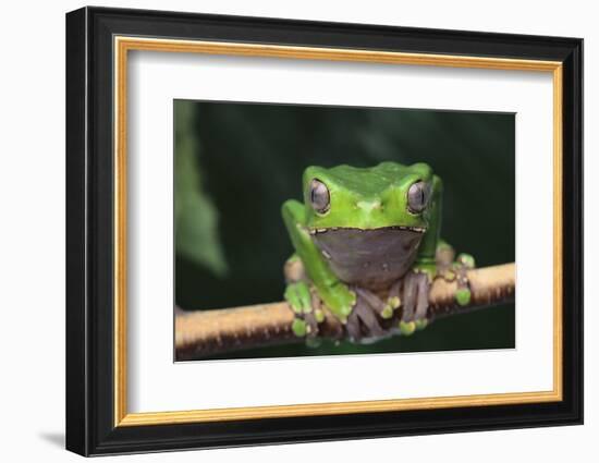 Monkey Tree Frog Perched on a Branch-DLILLC-Framed Photographic Print