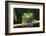 Monkey Tree Frog Perched on a Branch-DLILLC-Framed Photographic Print