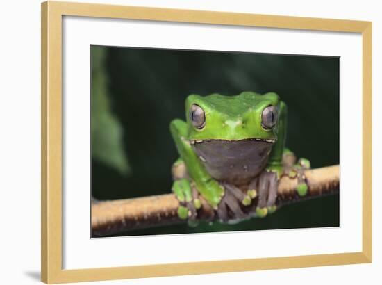 Monkey Tree Frog Perched on a Branch-DLILLC-Framed Photographic Print