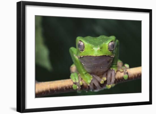 Monkey Tree Frog Perched on a Branch-DLILLC-Framed Photographic Print