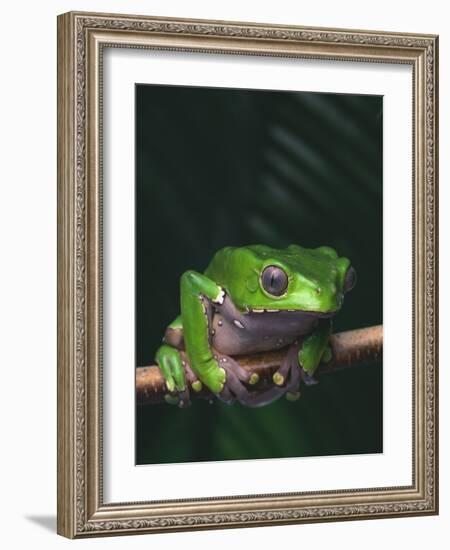 Monkey Tree Frog Perched on Twig-null-Framed Photographic Print