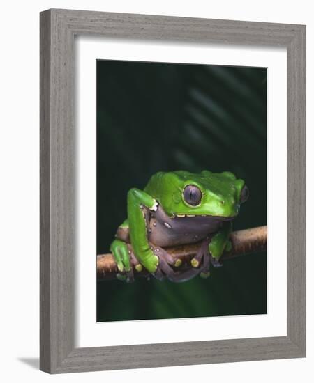 Monkey Tree Frog Perched on Twig-null-Framed Photographic Print